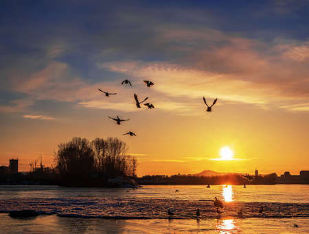 Ducks flying over the river to sunset. Landscape. Winter shot.の写真素材