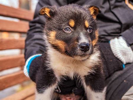 A little puppy sits on the bench and looks at camera. Animal portrait. Close-up.の写真素材