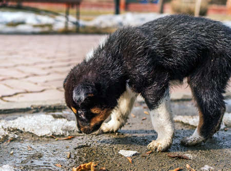 A little puppy is walking along the spring street. Animal portrait. Close-up.の写真素材