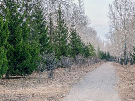 The path in the spring urban park. Cloudy day. Landscape.