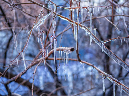 Ice on the branches of a tree. Icicles. Spring in Siberia. Close-up.の写真素材