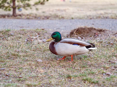 Mallard male is staying on the lawn. Wild duck. Close-up. Blurred background.の写真素材