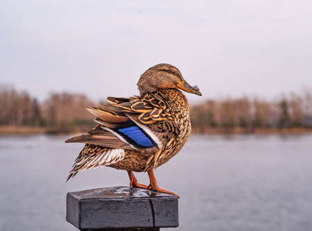 The female mallard sits on a post near the river. Close-up. Bird portrait.の写真素材