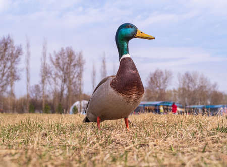 A male mallard is standing on the lawn. Close-up. Bird portrait.の写真素材