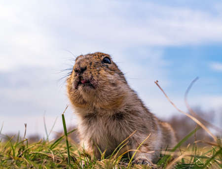 Gopher on the lawn. Close-up. Portrait of an animal.の写真素材