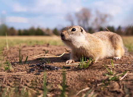 Gopher on the lawn. Close-up. Portrait of an animal.の写真素材