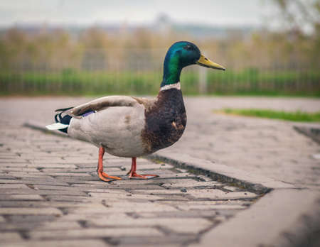 Male mallard is standing on the sidewalk. Close-up. Bird portrait. Mallard and the city.の写真素材