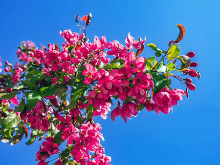 Branch of blossoming decorative pink apple tree under the blue sky. Selective focus. Blurred...