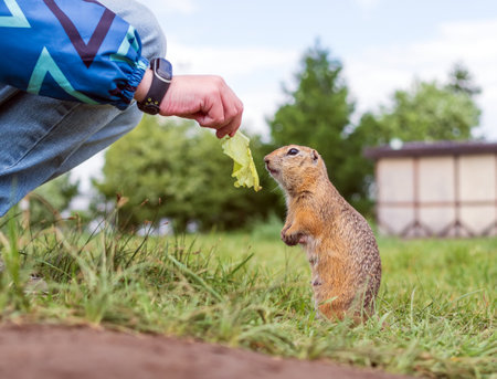 European gopher is looking at the leaf of lettuce in a human hand. Close-up. Portrait of a rodent. The concept of human cooperation with wildlife.の写真素材