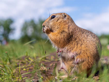 European gopher on the lawn. Close-up. Portrait of a rodent
