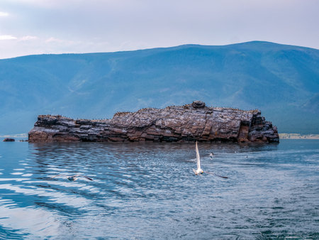 Bird colony on the lonely island. Cormorants and gray gulls.の写真素材