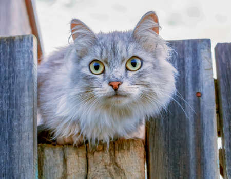 Siberian cat is sitting on the fence and looking at the camera. Portrait of an animal. Close-up.の写真素材