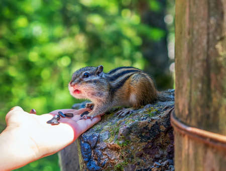 Chipmunk is eating sunflower seeds from human hand. Close-up.の写真素材