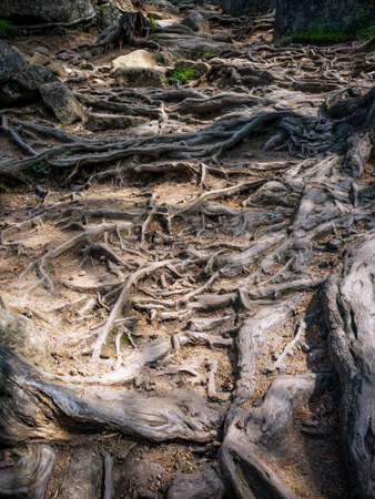 Huge roots of old trees growing over ground.の写真素材