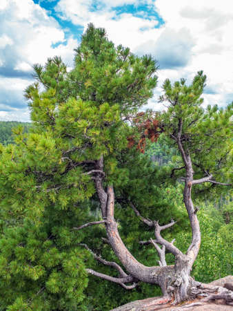 Crooked Siberian pine growing at the edge of the cliff.の写真素材