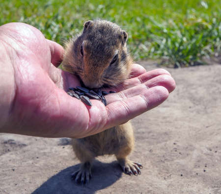 European gopher is eating sunflower grains from human hand.の写真素材