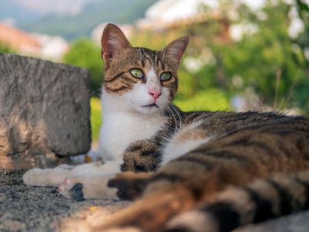 Cat is laying down outdoors and looking around warily.の写真素材