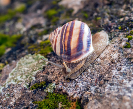 Grape snail is crawling over a stone. Close-up.の写真素材