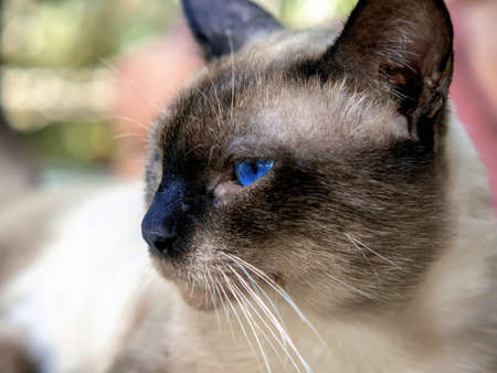 Portrait of a Siamese cat in profile. Close-up.の写真素材