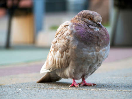 Red dove is sitting sidewalks and looking at camera. Close-upの写真素材