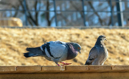 Dove male is flirting with a female dove.の写真素材