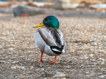 A mallard male is standing on the bank of a river and looks into the camera. back viewの写真素材