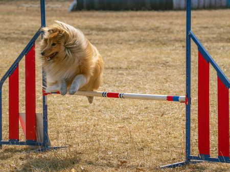 Red Sheltie taking part in an agility competition.