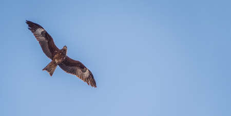 Black kite against clear blue sky.の写真素材
