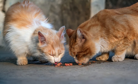 Two homeless red-headed cats are eating cat's food outdoors. Help to homeless animals.