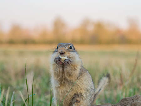 A gopher on the lawn holds a piece of baguette in its paws. close-up.
