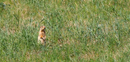 Gopher on the lawn is looking around for danger.