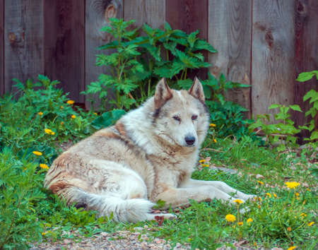 East Siberian Laika (a cousin of a husky) is lying on the grass against the wooden fence. Laikas are...