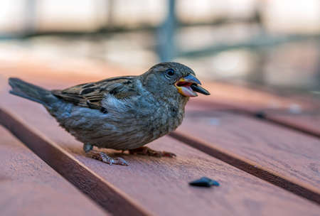 Sparrow female is eating on sunflower seeds on the bench. close-up.の写真素材