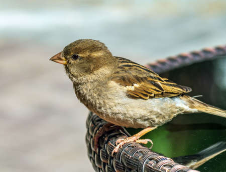 Fledgling of the sparrow is sitting on a specular table of street cafe.の写真素材
