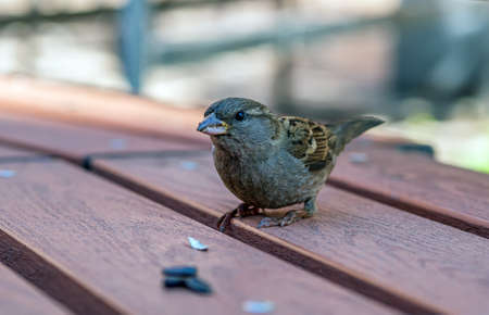 Sparrow female is eating on sunflower seeds on the bench. close-up.の写真素材