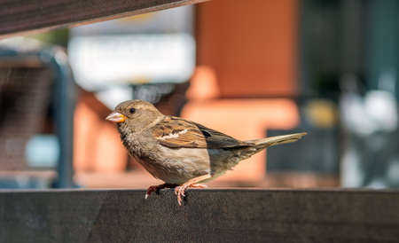 Sparrow is sitting on the fence close-up. side view.