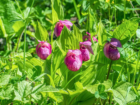 Lady's slipper wild orchids. close-up photo.の写真素材