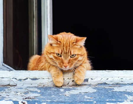 Ginger cat is looking at the camera through old flaked window.の写真素材
