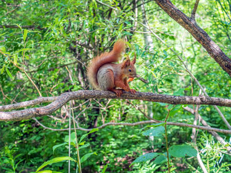 The squirrel is sitting on the branch and eating a piece of carrot. close-upの写真素材