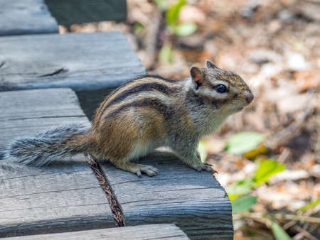 Chipmunk on a wooden plank. close-up.の写真素材