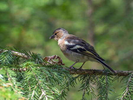 Female of chaffinch sits on a spruce branch.の写真素材