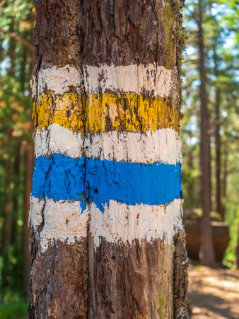 Marking of the tourist routes on a tree trunk. close-upの写真素材