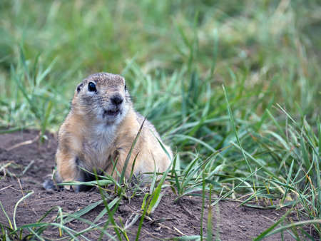 Portrait of the gopher protruding from its hole. close-up