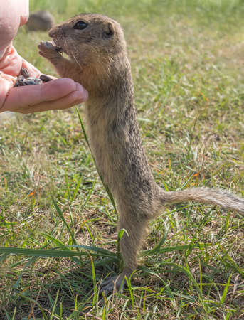 Gopher is standing on its hind legs and begging for food from the hand of a person