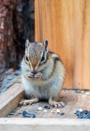 A chipmunk eating seeds in a feeder. close-upの写真素材