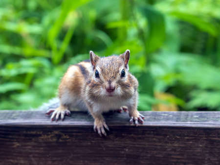 Chipmunk sitting on wooden railing and looking at cameraの写真素材