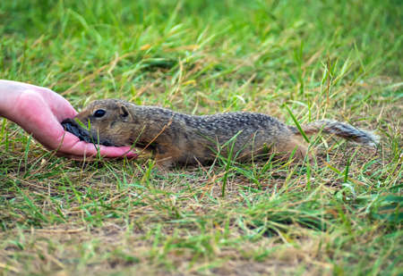 Human on the lawn is treating a gopher with sunflower seeds. full growth photo