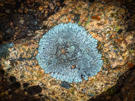 Lecanora lichen is growing on the stone in wild nature. Lichen is a composite symbiotic organism...