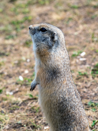 Gopher is standing on its hind legs on the grassy fieldの写真素材