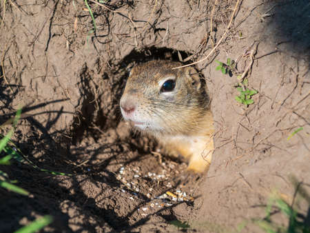 Gopher on the lawn is sticking its head out of its hole.の写真素材